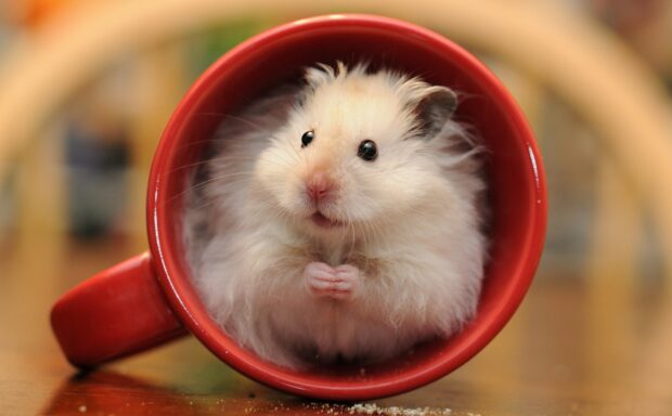 A fluffy hamster is sitting comfortably inside a red cup on a wooden surface, HD Desktop Wallpaper