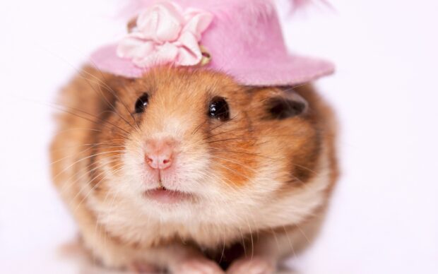 A close up of a hamster wearing a pink hat with a flower decoration, 2K Desktop Wallpaper