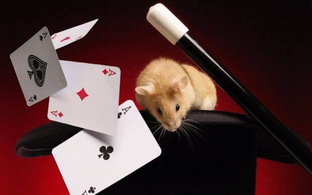 A small hamster is sitting on a magician's hat with floating playing cards and a wand, HD Desktop Wallpaper