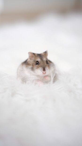 A small hamster with brown and white fur sits on a fluffy white background looking curious, 4K Mobile Wallpaper