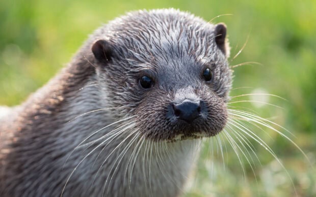 A close up of an otter showing detailed whiskers and fur in its natural habitat, 2K Desktop Wallpaper