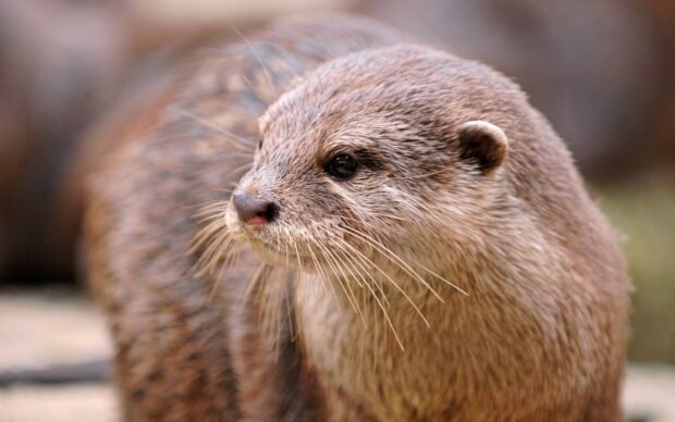 A close up portrait of a cute otter with fine whiskers in a natural habitat, HD Desktop Wallpaper