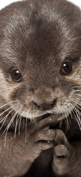 A close up portrait of a cute otter showing detailed fur and expressive eyes, HD Phone Wallpaper