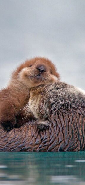 A baby otter is hugging an adult otter gently in the water, 2K Mobile Wallpaper