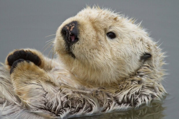 A cute otter resting calmly on its back in the water with detailed fur and whiskers, HD Desktop Wallpaper