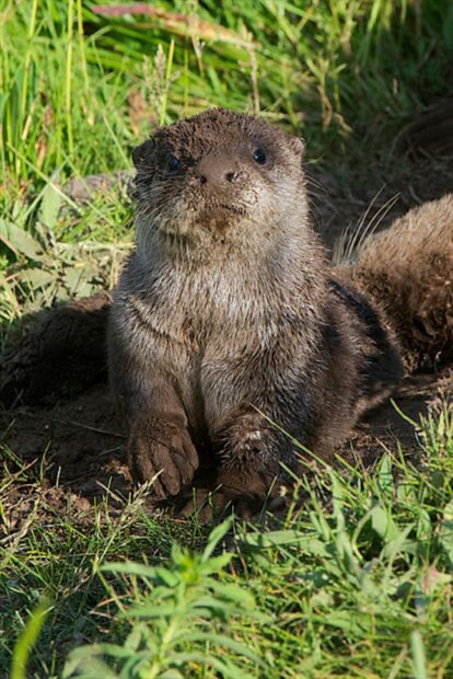 A close up of an otter resting on grass with bright green plants around, HD Mobile Wallpaper