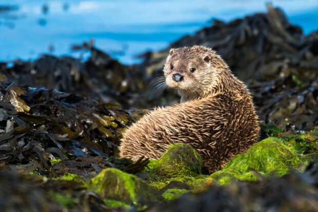 A cute otter is resting among green moss and seaweed by the water, HD Desktop Wallpaper