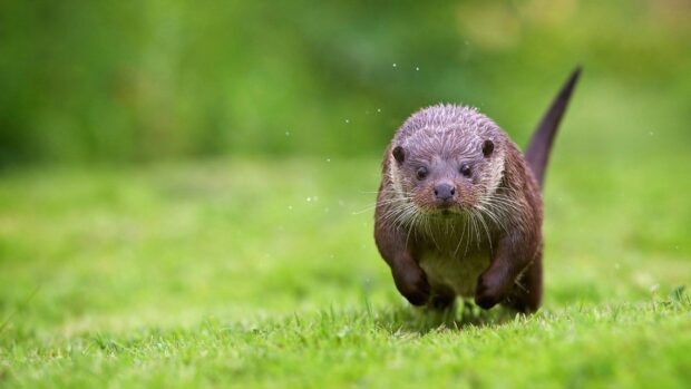 An otter is running on green grass with water droplets around in this otter wallpapers, HD Desktop Wallpaper