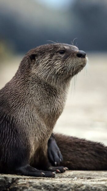 Otter Wallpapers, HD Phone Wallpaper