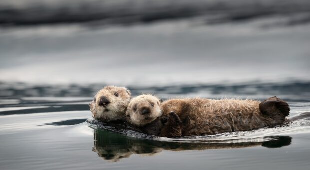 Two otters are floating closely together in the calm water, HD Desktop Wallpaper