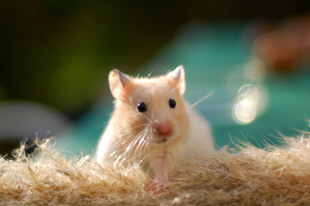 A small hamster is sitting on soft textured surface in natural light, 2K Desktop Wallpaper