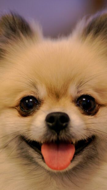 A close up of a happy Pomeranian dog with its tongue out, HD Phone Wallpaper