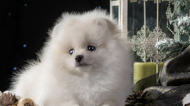 A fluffy white Pomeranian looks peacefully near holiday ornaments and pine cones, 4K Desktop Wallpaper