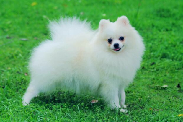 A white Pomeranian is standing on green grass with its tongue slightly out, 2K Desktop Wallpaper
