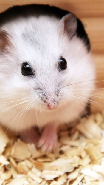A close up view of a white hamster resting on wood shavings, 2K Mobile Wallpaper