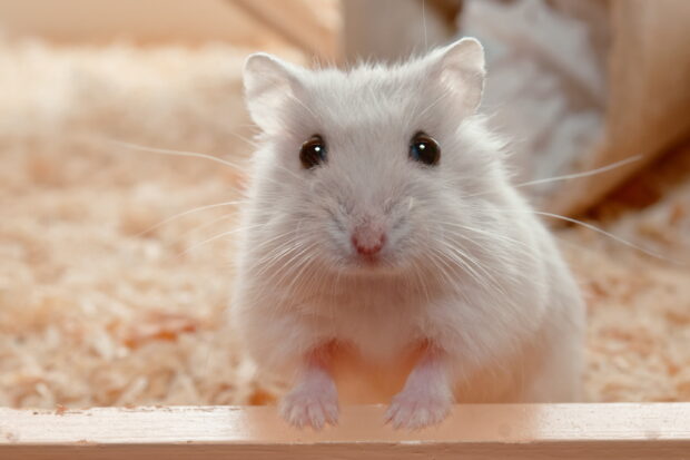 A white hamster with curious eyes is looking directly at the camera in its bedding, 2K Mobile Wallpaper