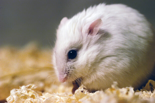 A white hamster is eating in its bedding with soft lighting and clear focus, 2K Desktop Wallpaper