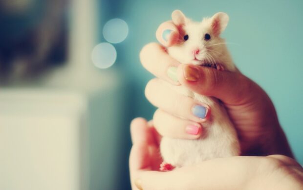 A small white hamster is gently held by hands with colorful nails, HD Desktop Wallpaper