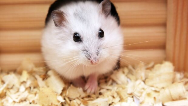 A white hamster is sitting on wood shavings in a wooden enclosure, 4K Mobile Wallpaper