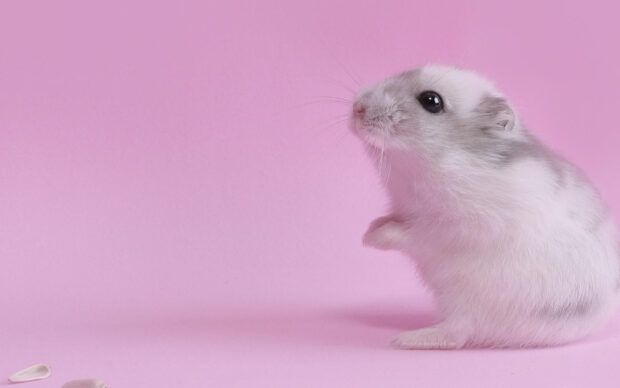 A white hamster is standing on a pink surface looking curious and alert, HD Desktop Wallpaper