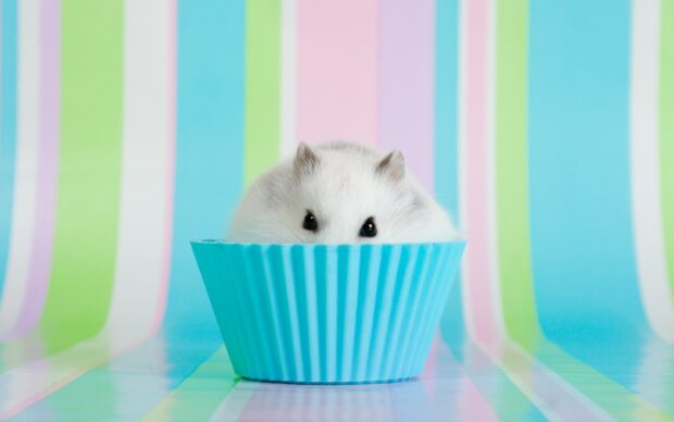 A white hamster peeks out curiously from a blue cup with colorful striped background, HD Desktop Wallpaper