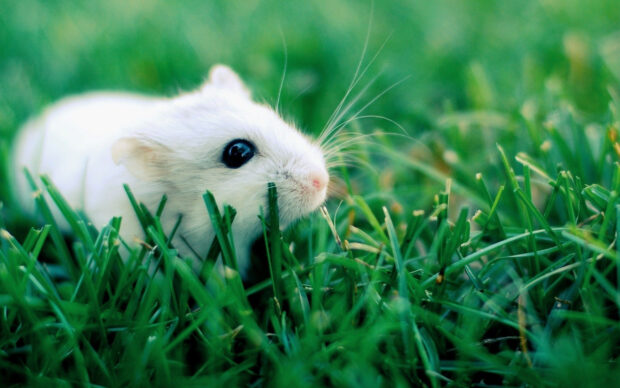 A white hamster playing in vibrant green grass on a sunny day, 2K Desktop Wallpaper