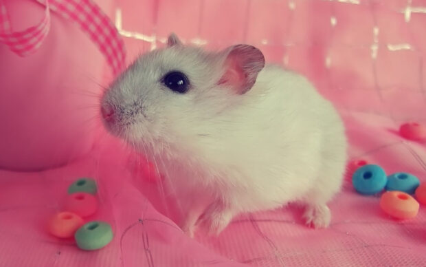 A white hamster is sitting on a pink surface near colorful beads, HD Mobile Wallpaper