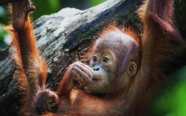 A young orangutan with thoughtful eyes resting on a tree branch, 2K Desktop Wallpaper