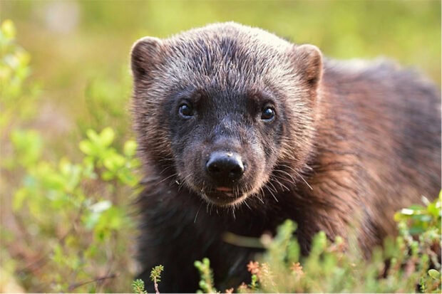 A young wolverine stands alert surrounded by green plants in the wild, HD Desktop Wallpaper