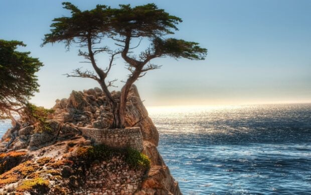Lone cypress tree standing on rocky cliff near ocean shore under clear sky