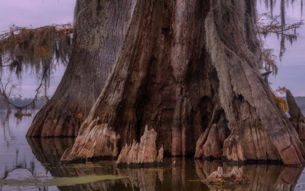 The large cypress tree trunk rises from the water surrounded by moss and reflected on the lake surface