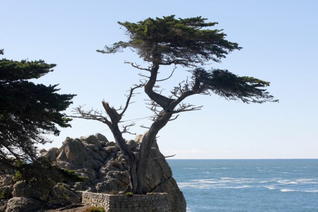 A unique cypress tree growing on rocky coastline near the ocean with clear blue sky