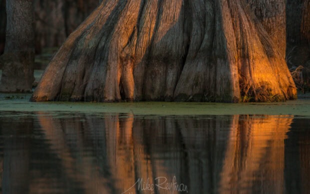 Close up of cypress tree trunks reflected in swamp water at sunset