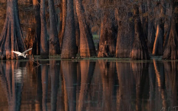 Large cypress trees reflecting on water with a white bird flying near the trees