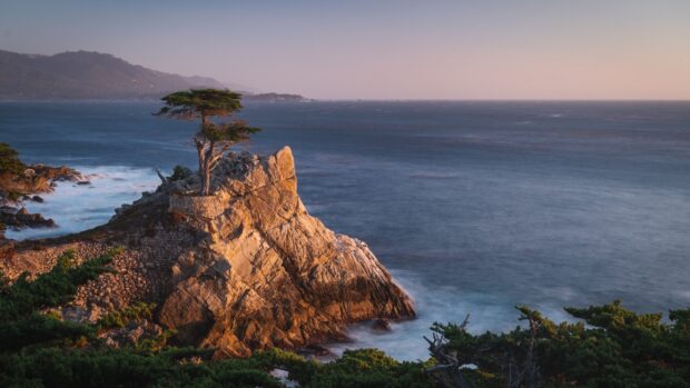 Lone cypress tree standing on rocky cliff by the ocean at sunset