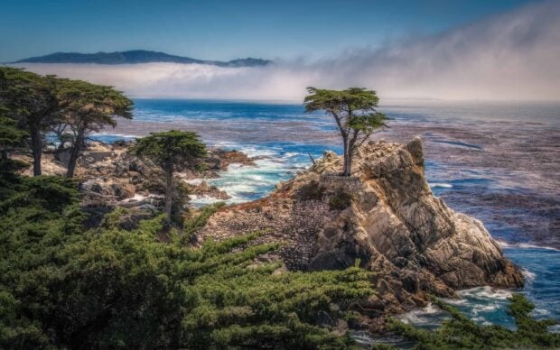 Lone cypress tree standing on rocky coastline surrounded by the ocean and greenery