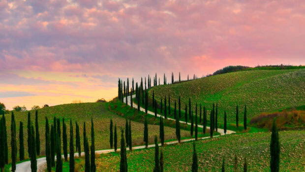 A winding road lined with tall cypress trees crossing green rolling hills at sunset