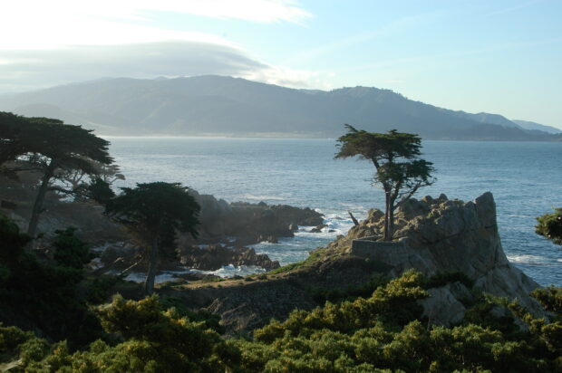 Lone cypress tree standing on rocky coastline with the ocean and mountains in the background