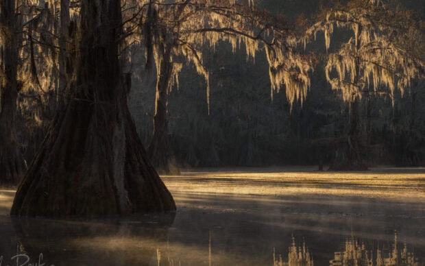 Misty swamp with large cypress trees and hanging Spanish moss at sunrise
