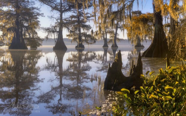 Tall cypress trees rising from calm water in a misty swamp reflecting the serene landscape