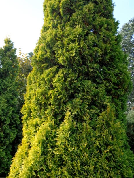 Lush green cypress tree foliage in natural outdoor setting with clear sky background