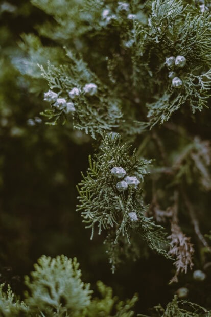 Close up of cypress tree branches with small cones in natural setting