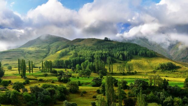 Tall cypress tree standing prominently in the lush green hills under a cloudy sky