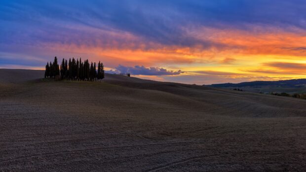 A cluster of cypress trees standing on a rolling hill under a vibrant sunset sky