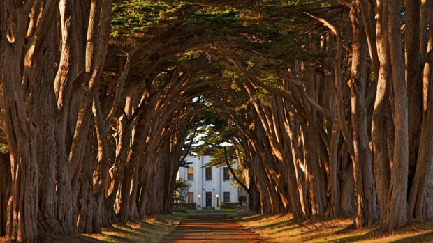 A pathway lined with tall cypress trees leading to a white building in warm sunlight