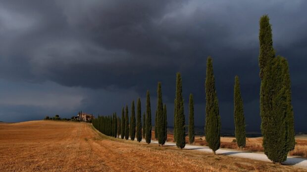 A row of cypress trees lining a country road under a dark stormy sky