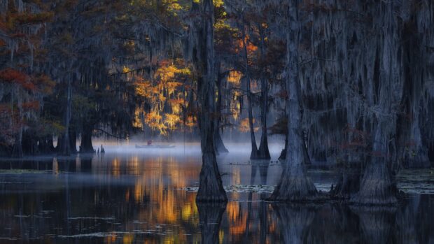 A serene swamp with cypress trees reflecting colorful autumn leaves and mist on calm water
