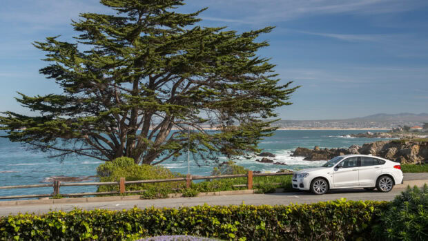 Large cypress tree by the roadside with ocean waves and a white car parked near the coast