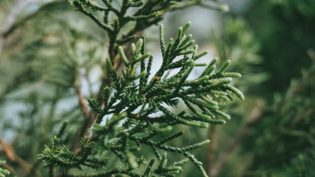 Close up of cypress tree branches with green leaves in natural setting