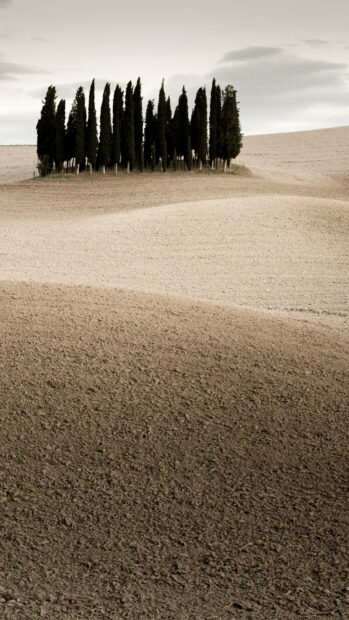 A cluster of cypress trees standing on a softly rolling barren field under a cloudy sky